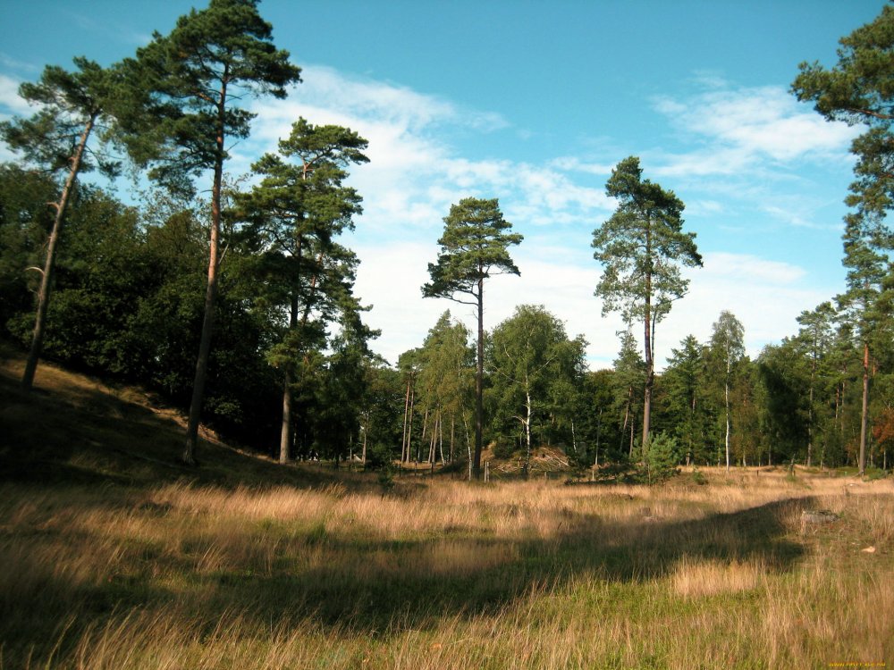 HDRI 360 Forest