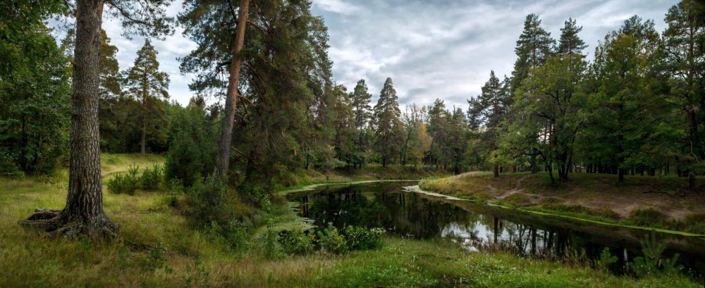 Поле и лес панорама