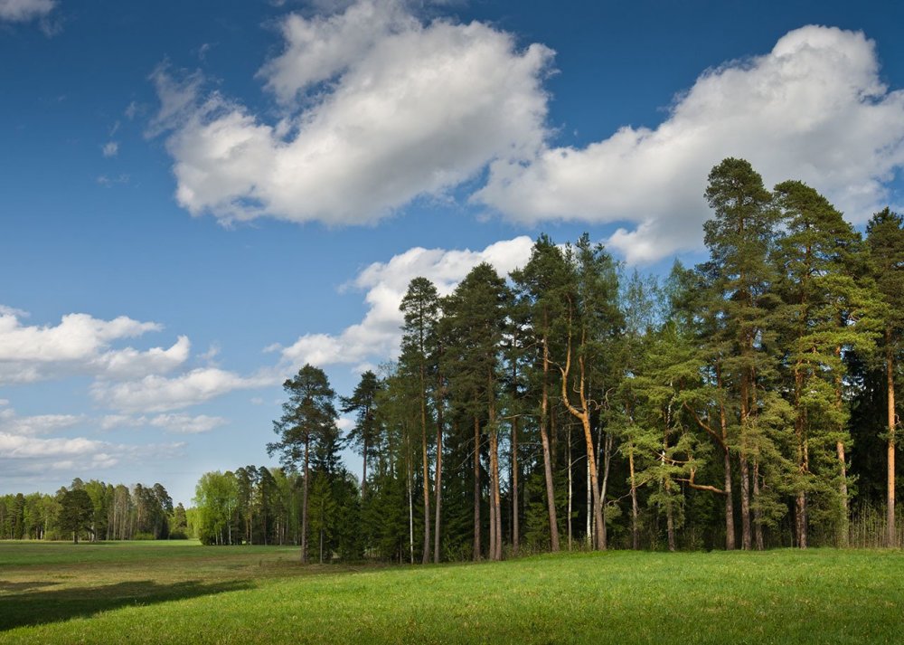 Панорама леса