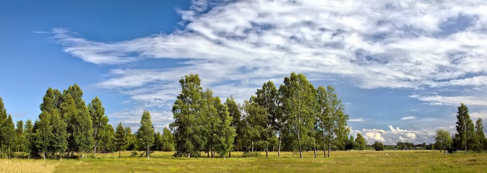 Сосновый Бор лес Курск