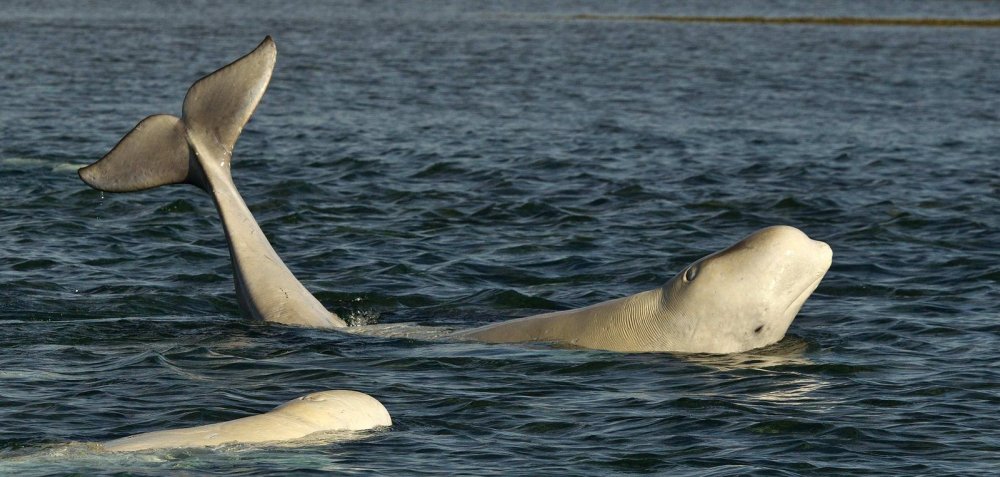 Белуха в море Лаптевых