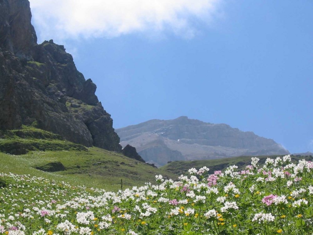 Дагестан высокогорный горы цветы