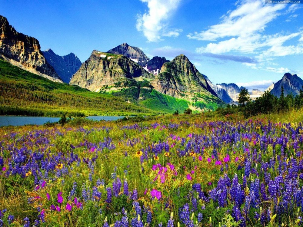 Штат Колорадо цветок
