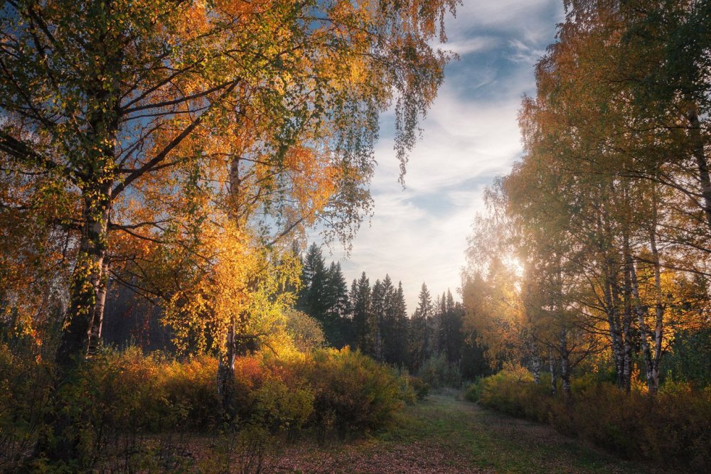 Осень в лесу