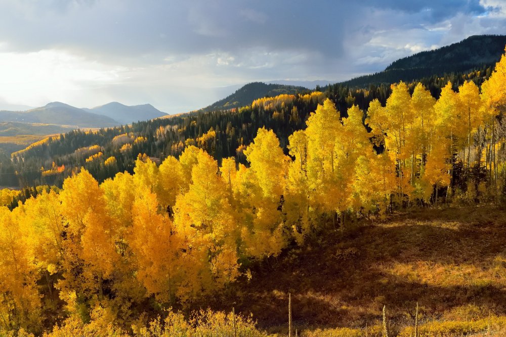 Осенний лес в горах