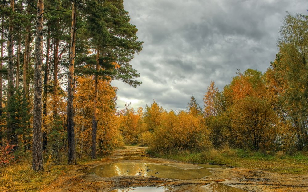 Осень в лесу