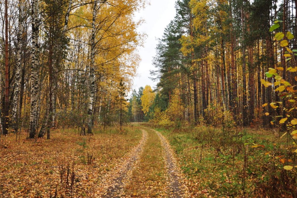 Краски осени