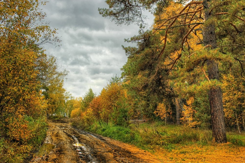 Осенняя Проселочная дорога