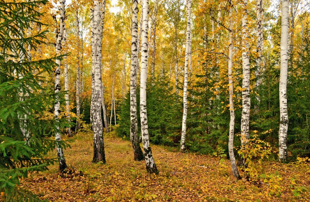 Осенний лес октябрь