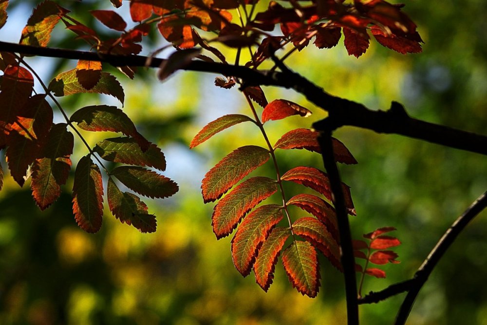 Рябина обыкновенная листья осенью