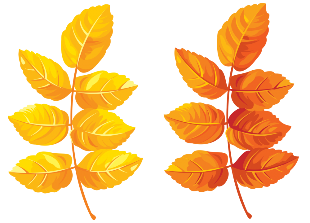Осенние листья рябины
