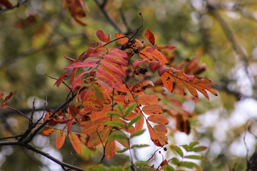 Листья граба осенью