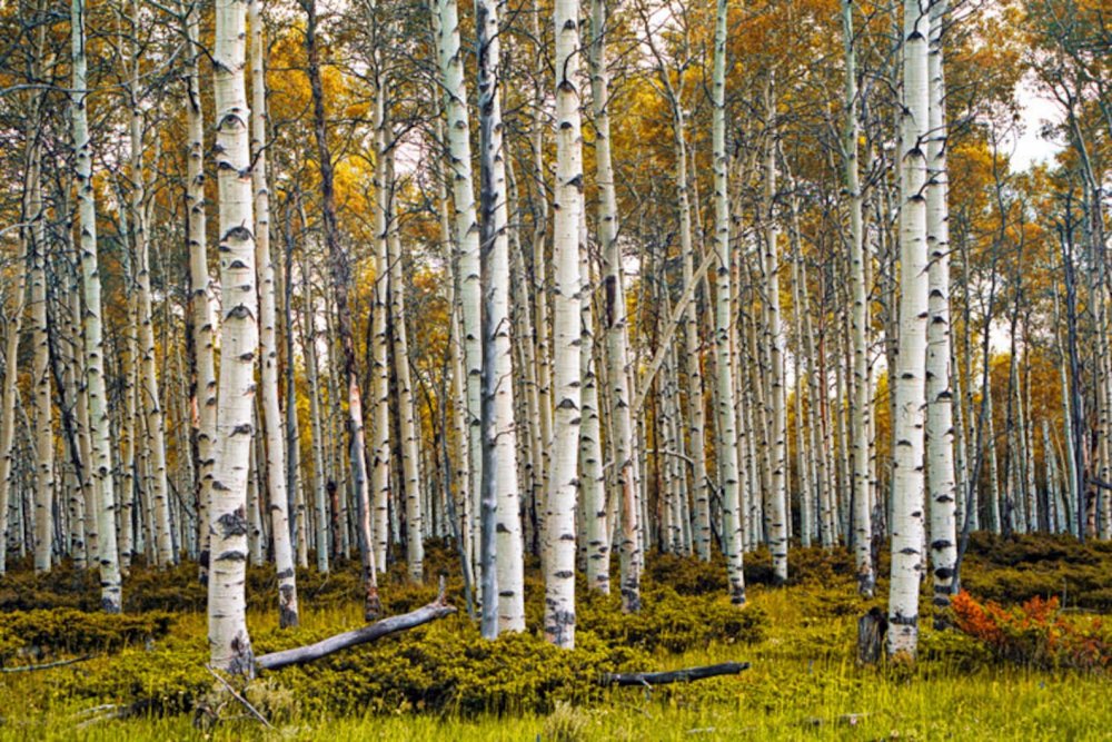 Birch Tree Forest