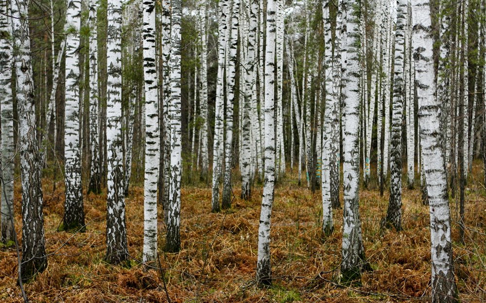 Лес берёз Новосибирск