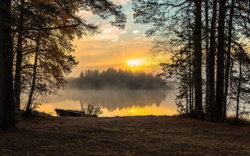 Раннее утро в лесу