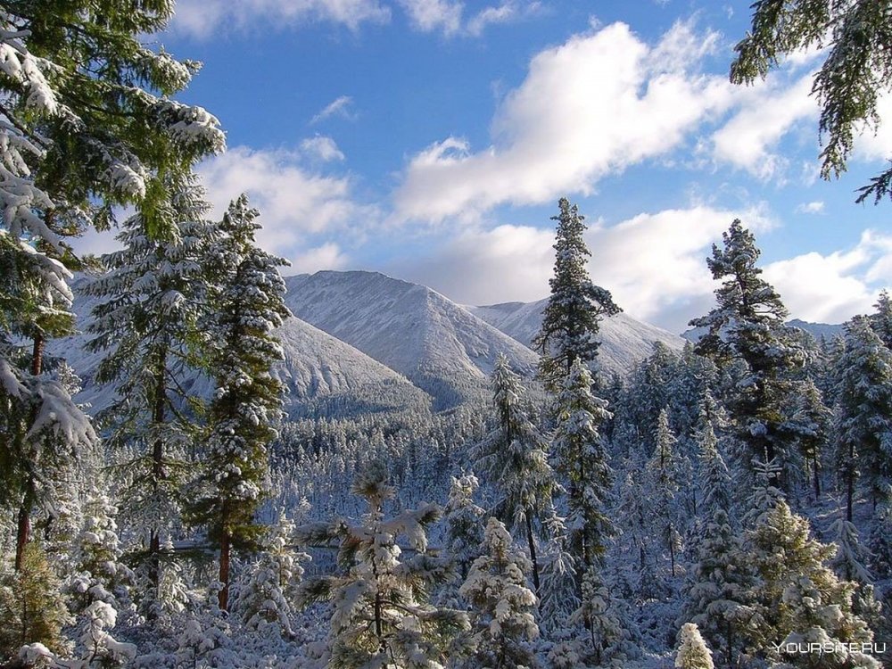 Тайга Красноярск