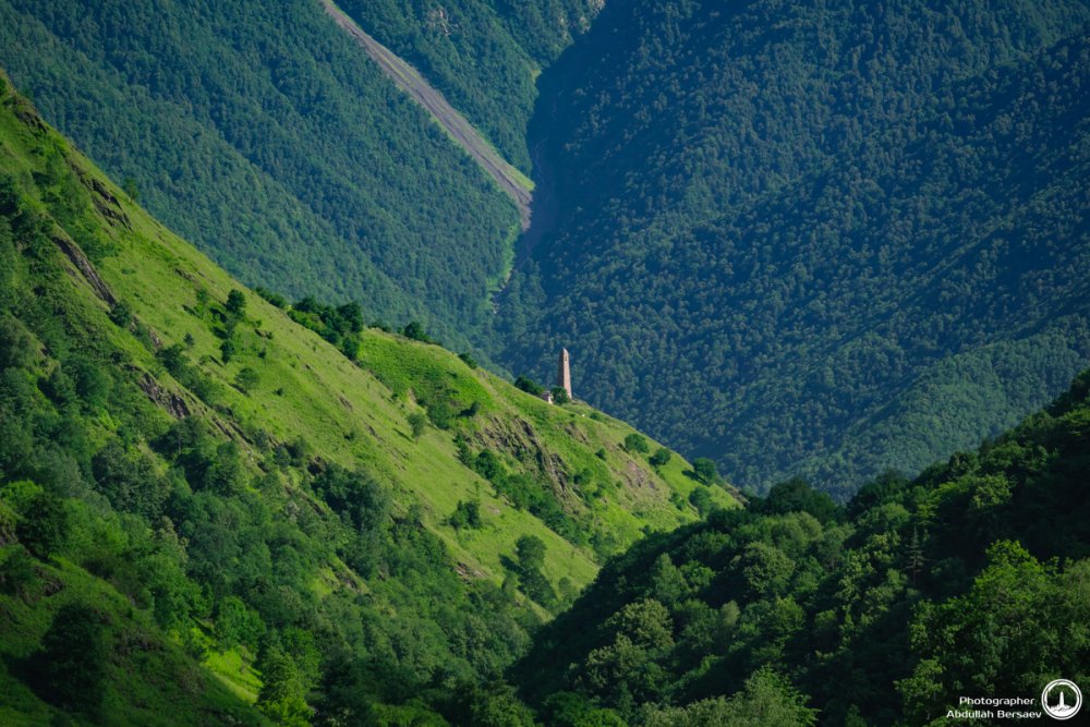 Лес Чеченской Республики