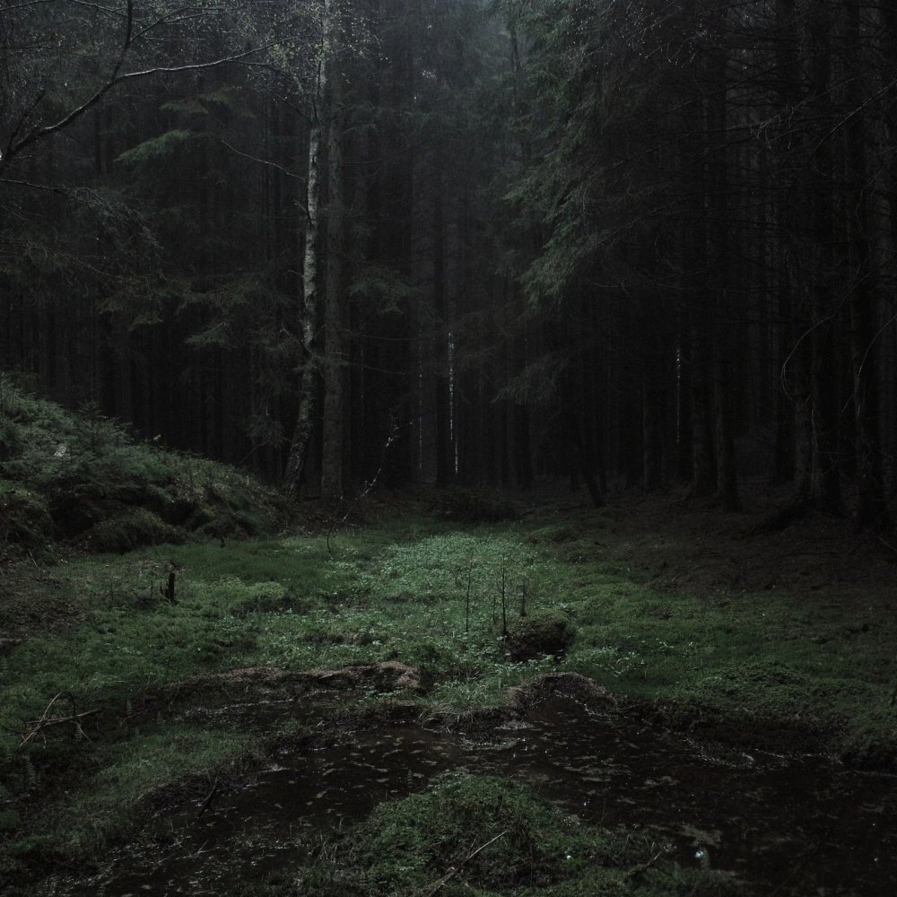 Темный лес 2005