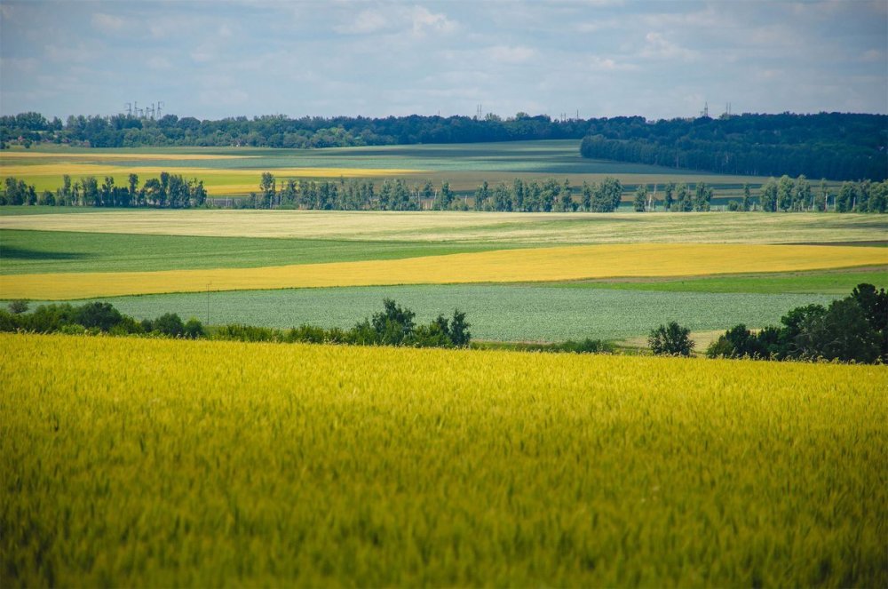 Поля Липецкой области