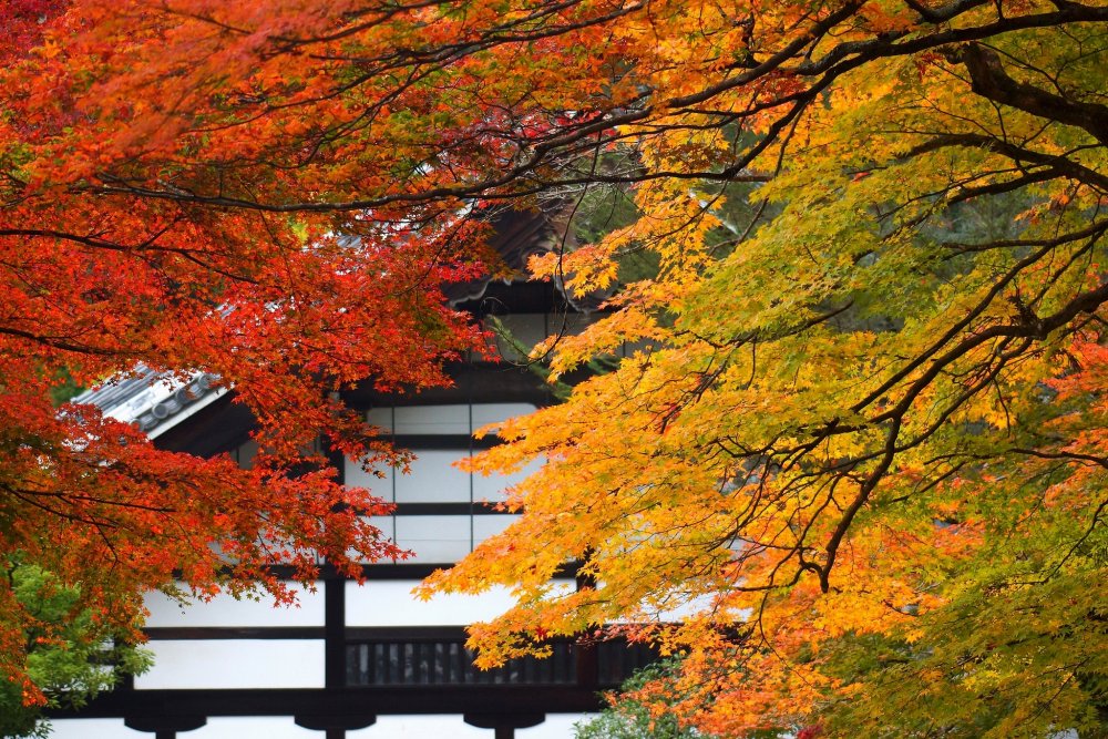 Поздняя осень в Японии