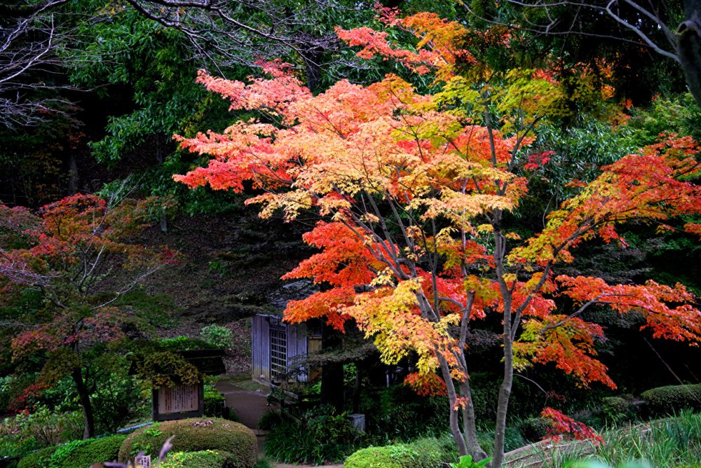 Киото Япония дерево