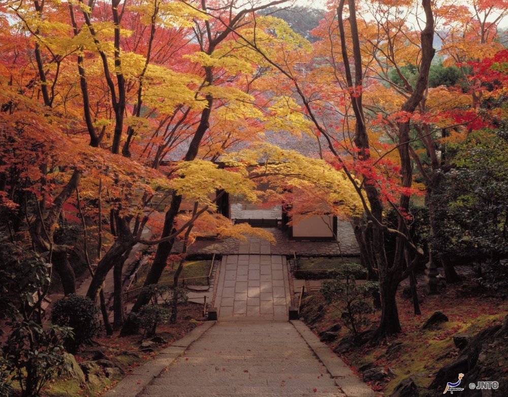 Япония красные клены Киото