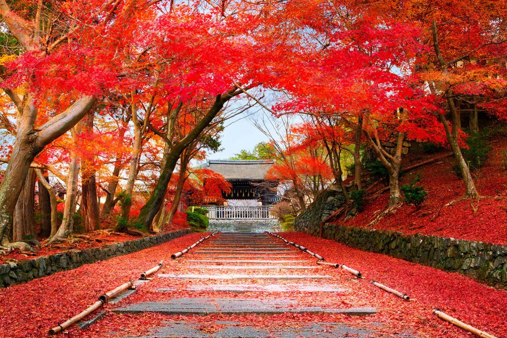 Красная листва Япония тории