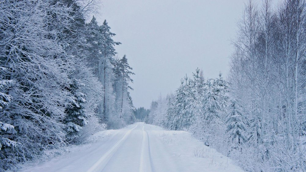 Зима дорога лес