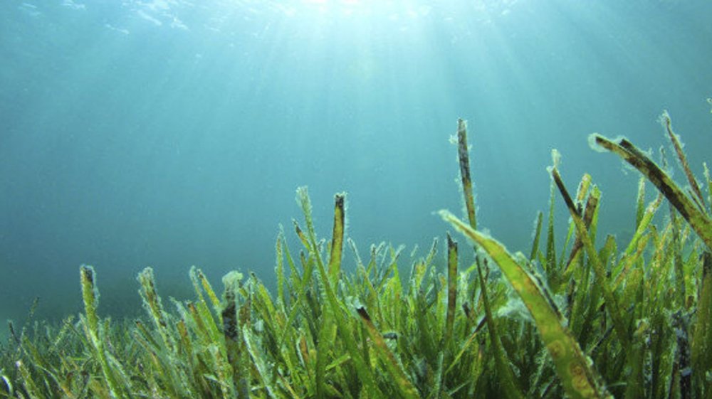 Морские водоросли спирулина