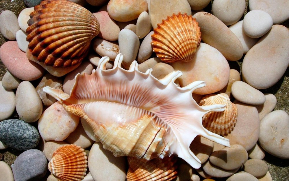 Раковины моллюсков черного моря