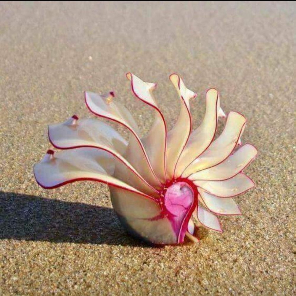 Ракушка розовый Наутилус (Rose Nautilus)