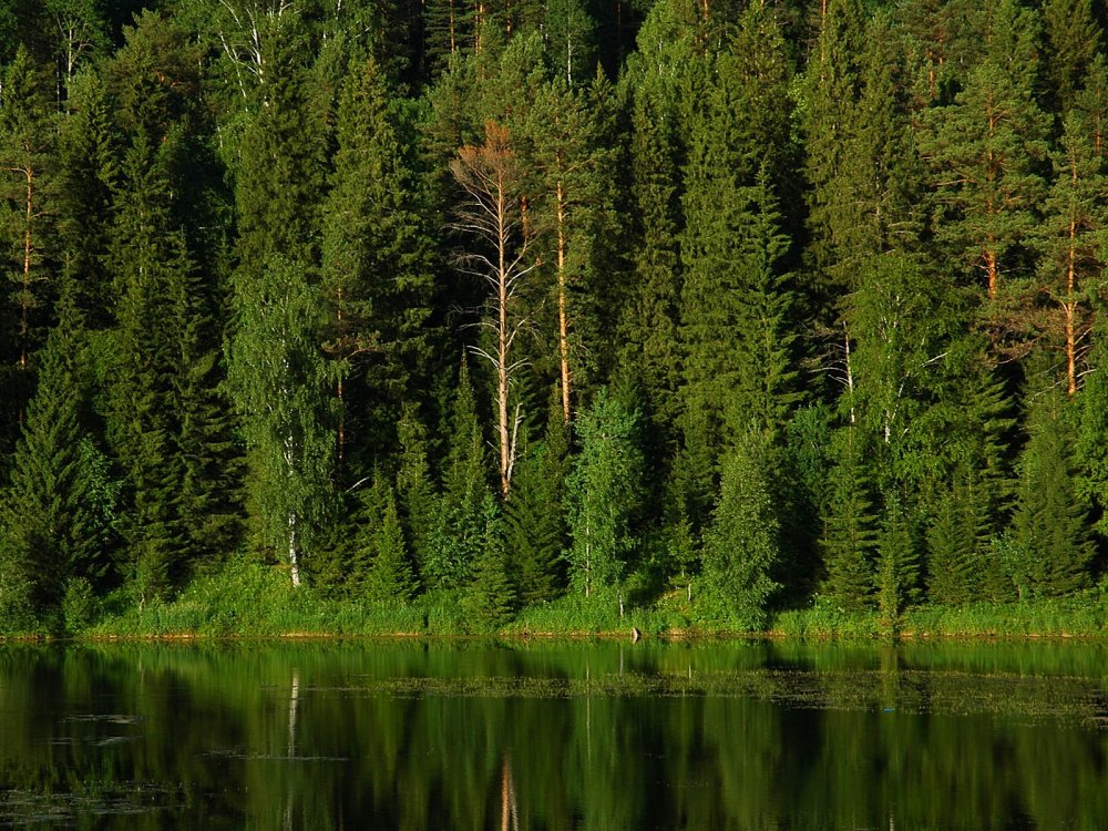 Густые хвойные леса Финляндии