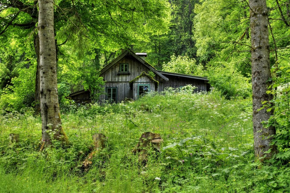 Заброшенный домик в лесу