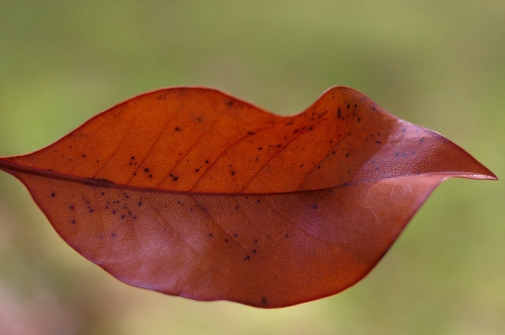 Осенний листик в форме губ