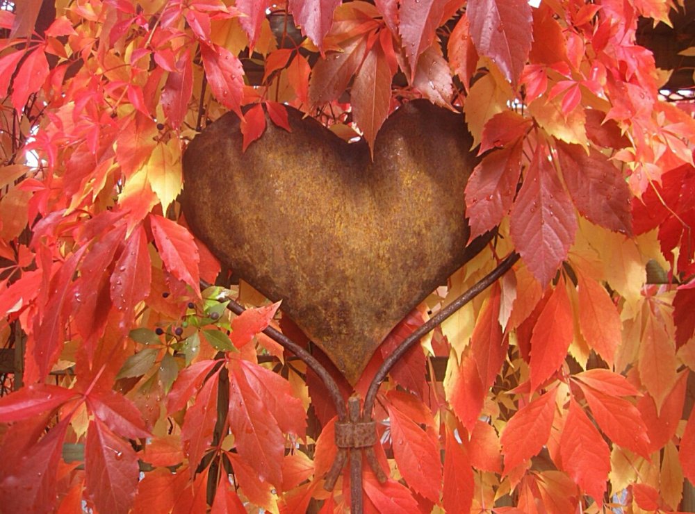 Сердечко из осенних листьев