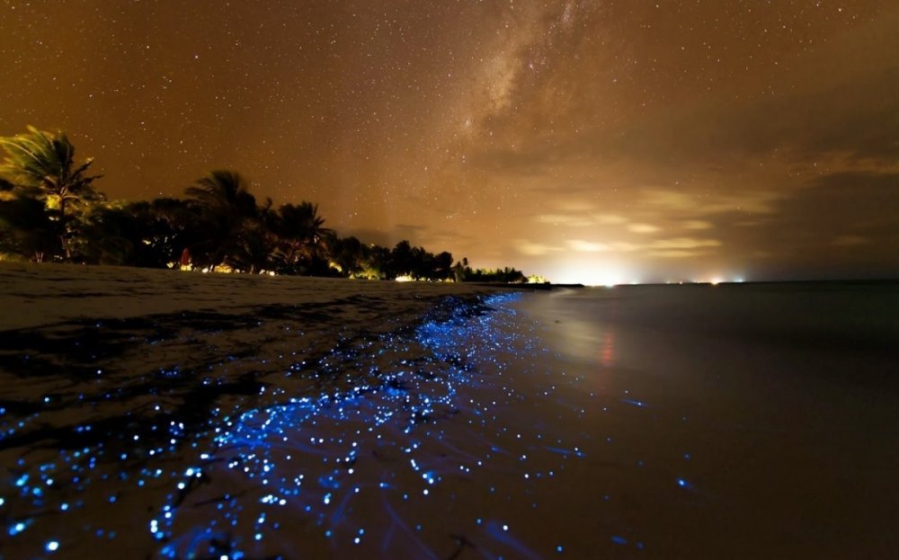 Остров Ваадху, Мальдивы. Планктон