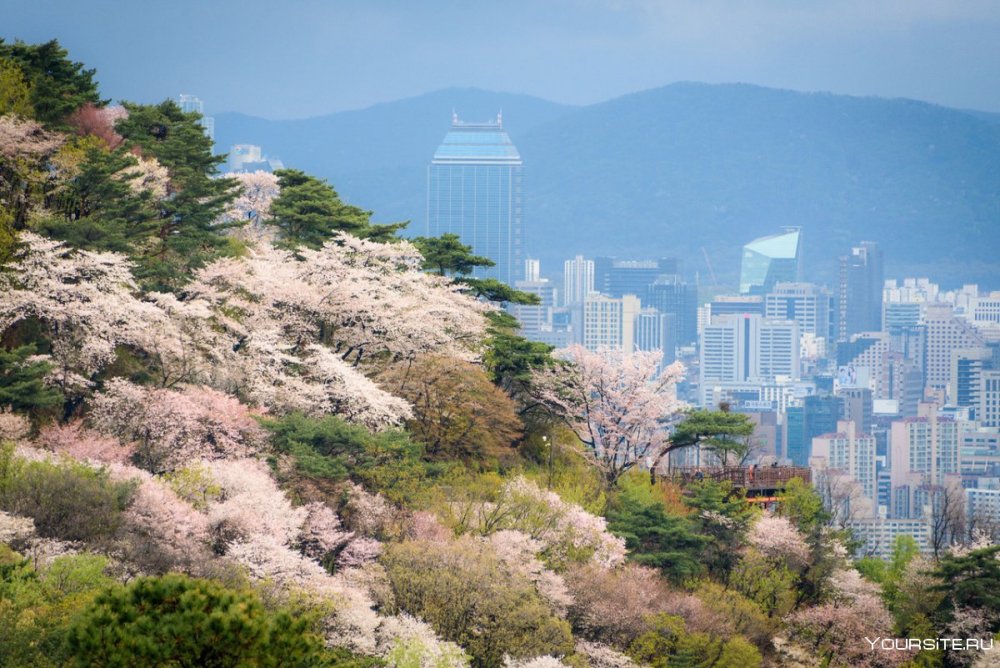 Сеул Южная Корея природа