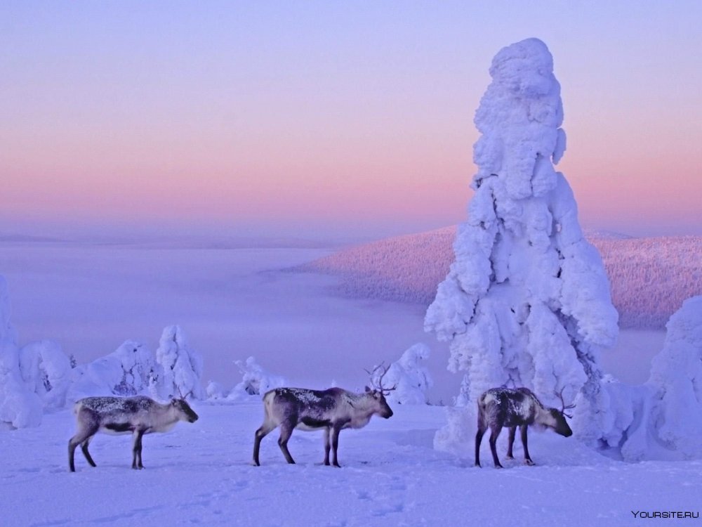 Ямал олени Северное сияние