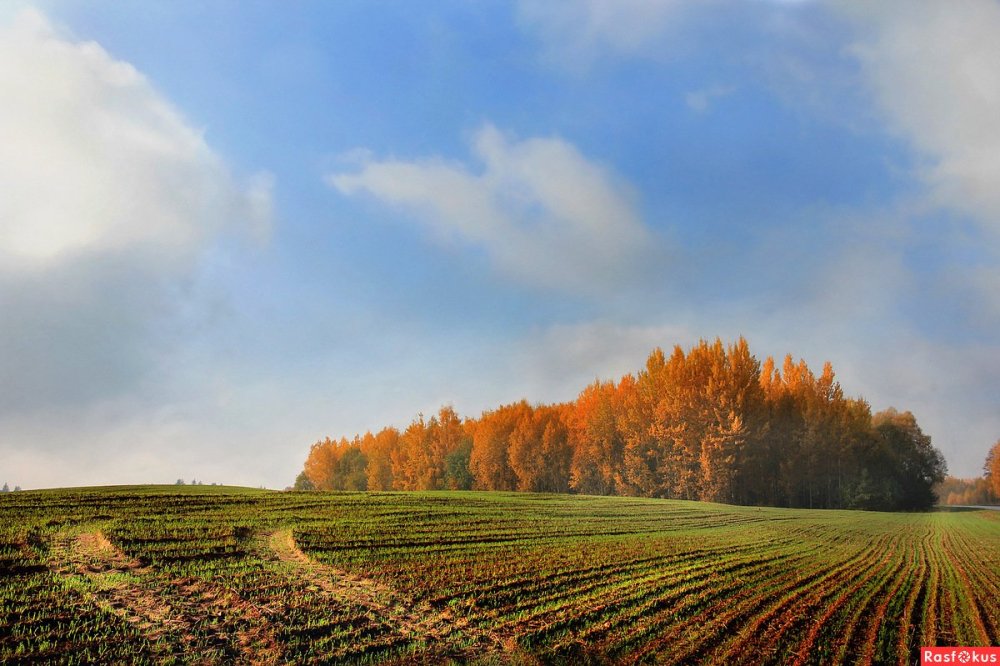 Ранняя осень поле