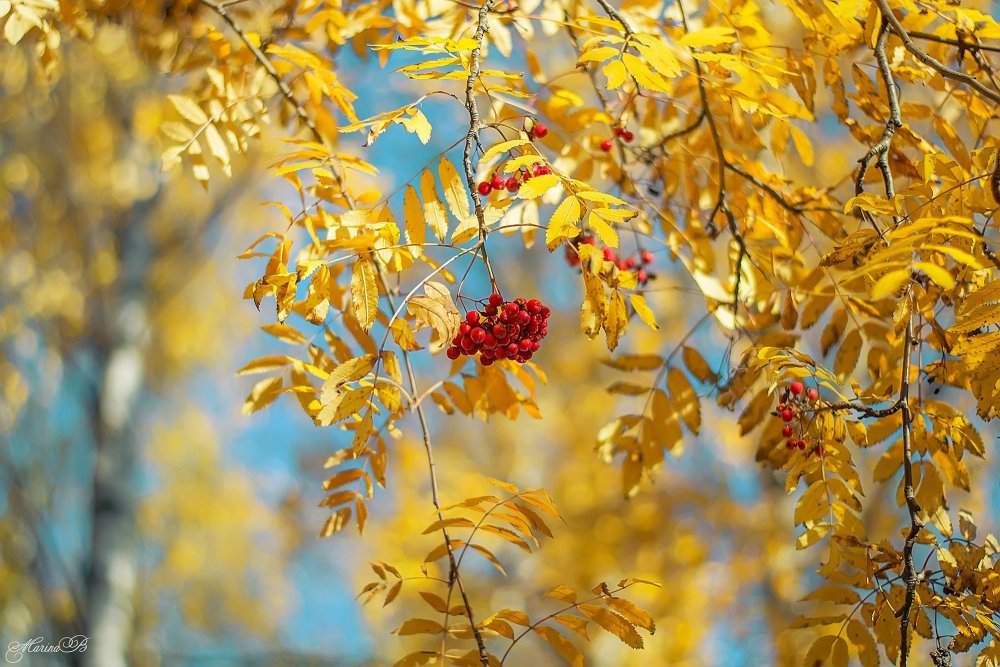 Осенняя ветка рябины
