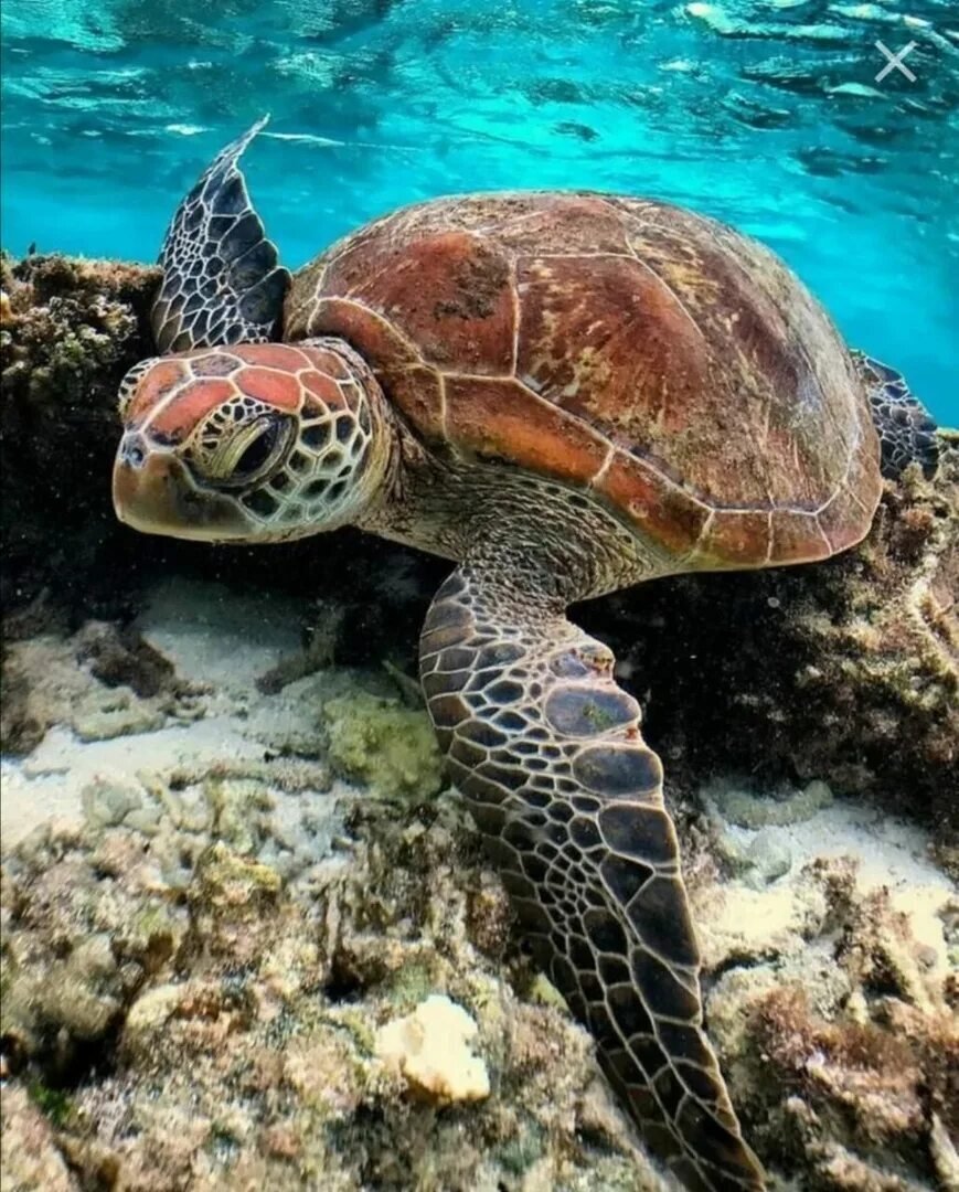 Морская черепаха бисса настоящая Каретта