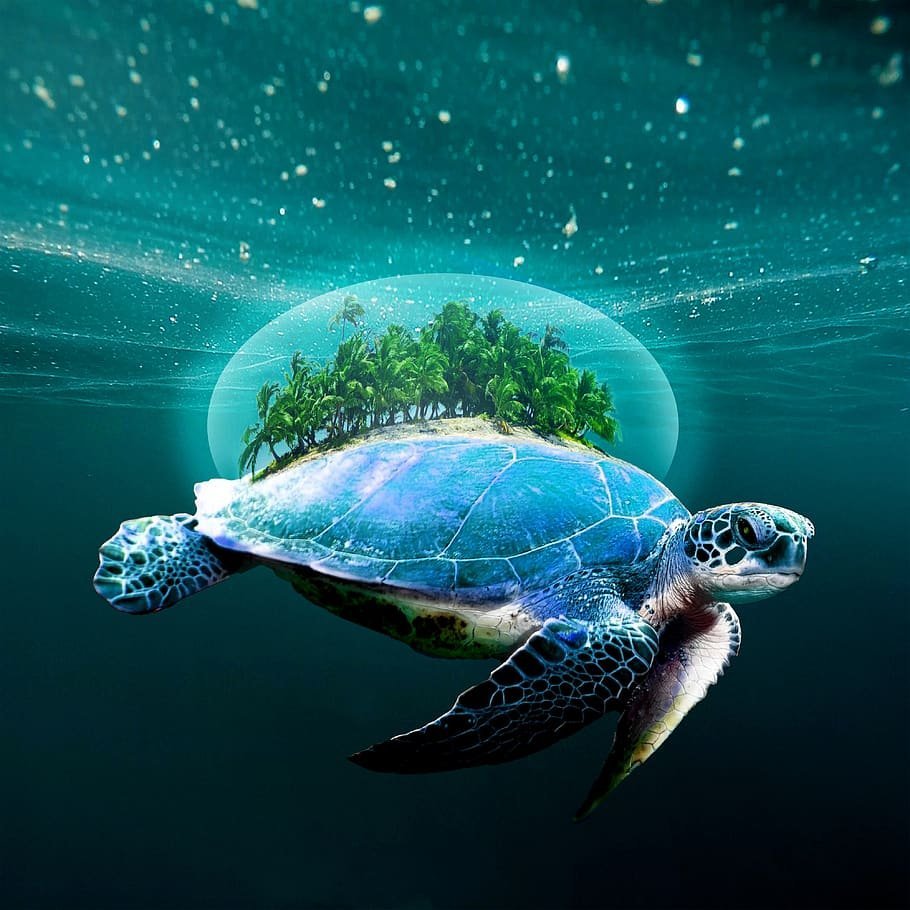 Зеленая морская черепаха и Черепашонок
