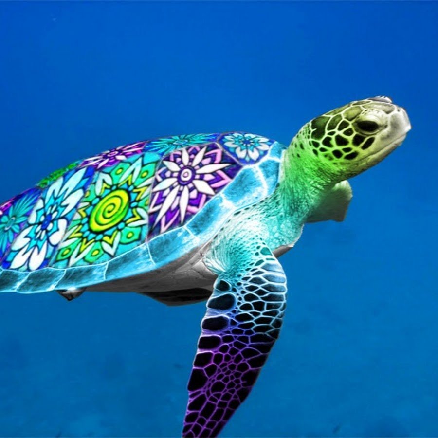 Морская черепаха логгерхед