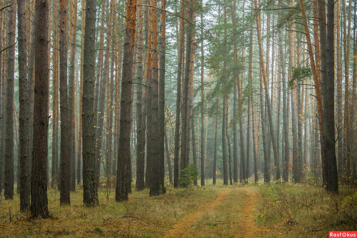 Фотография лесов россии