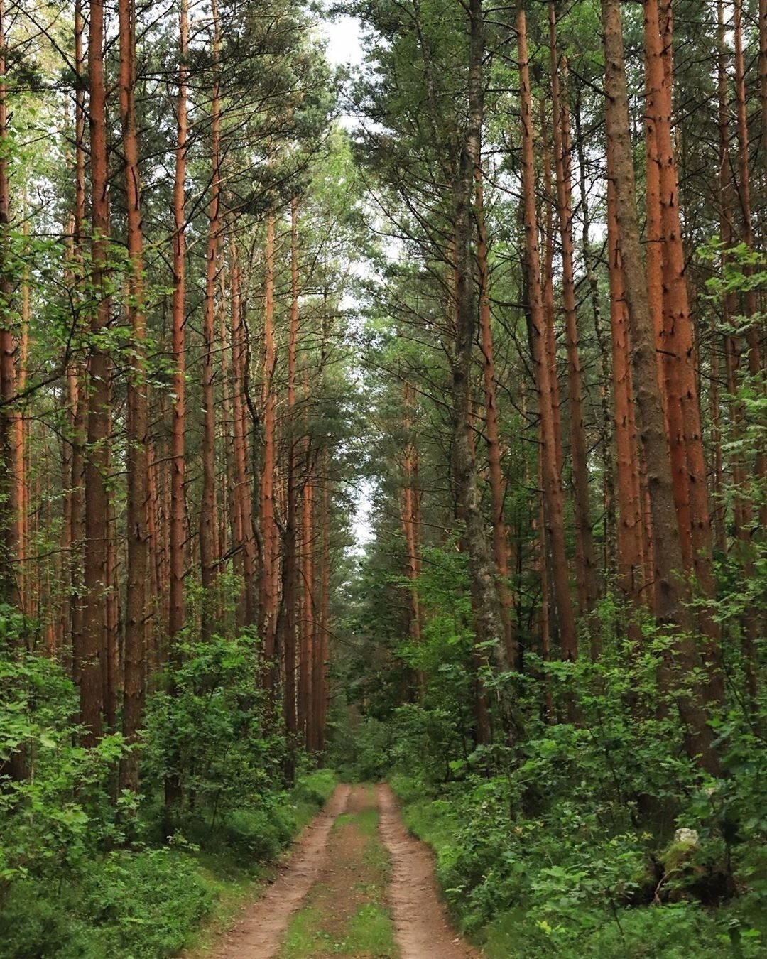 Еловые леса Каменского лесничества