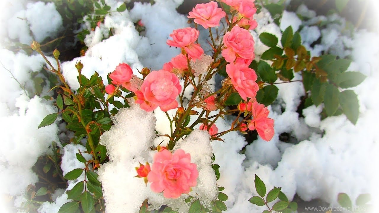 Красивая открытка со снегом. Цветы в снегу. Январские цветы. Розовые цветы зимой. Зимний сад с розами.