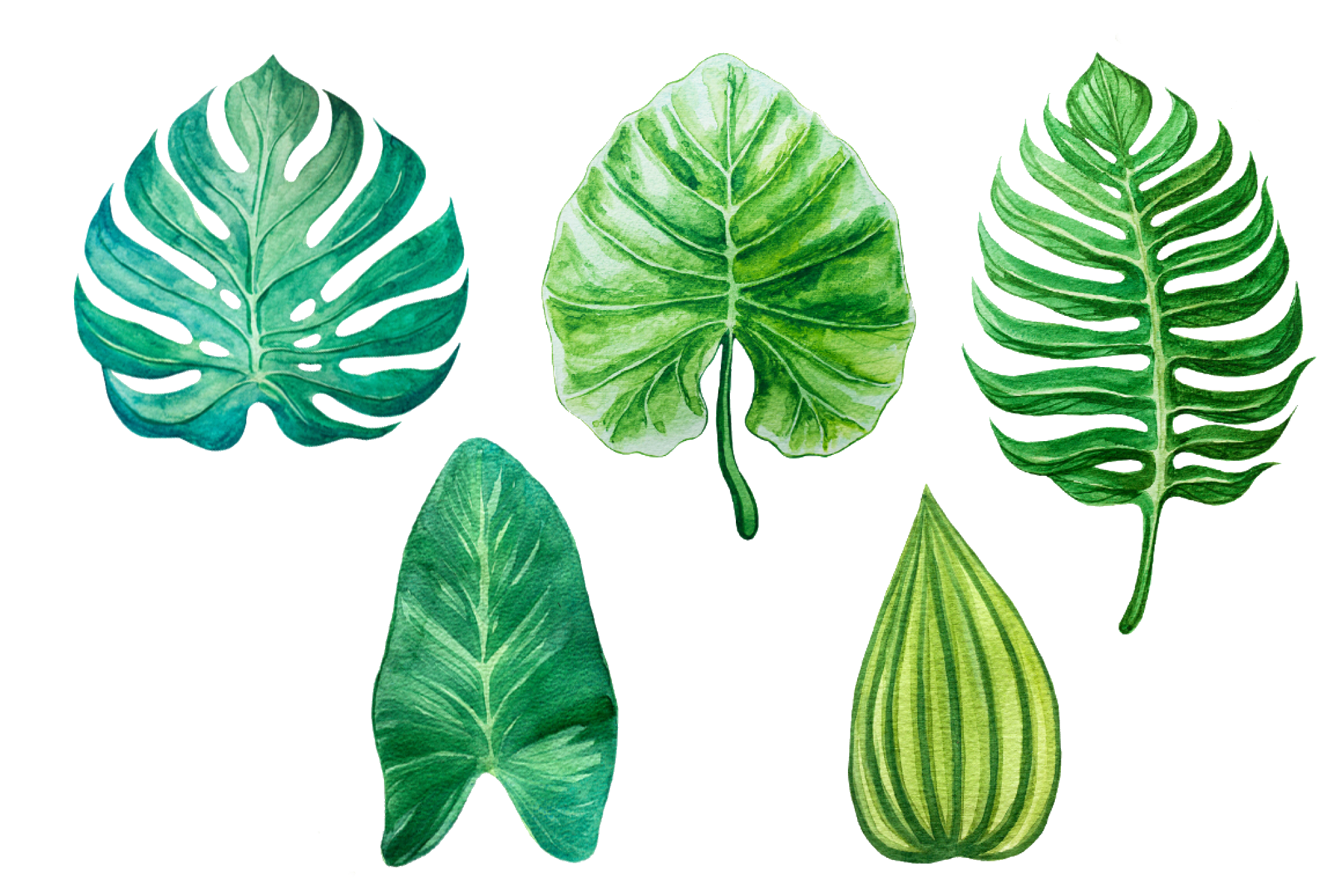 Tropical leaves. Монстера акварель вектор. Тропические листья. Тропические листья акварелью. Листья акварель.