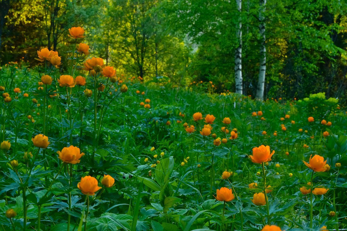 Цветок огонек фото в лесу