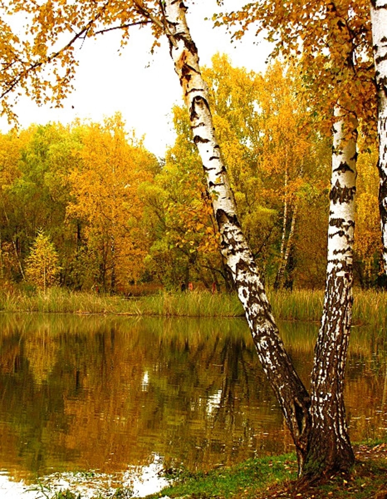 Осенняя береза у воды