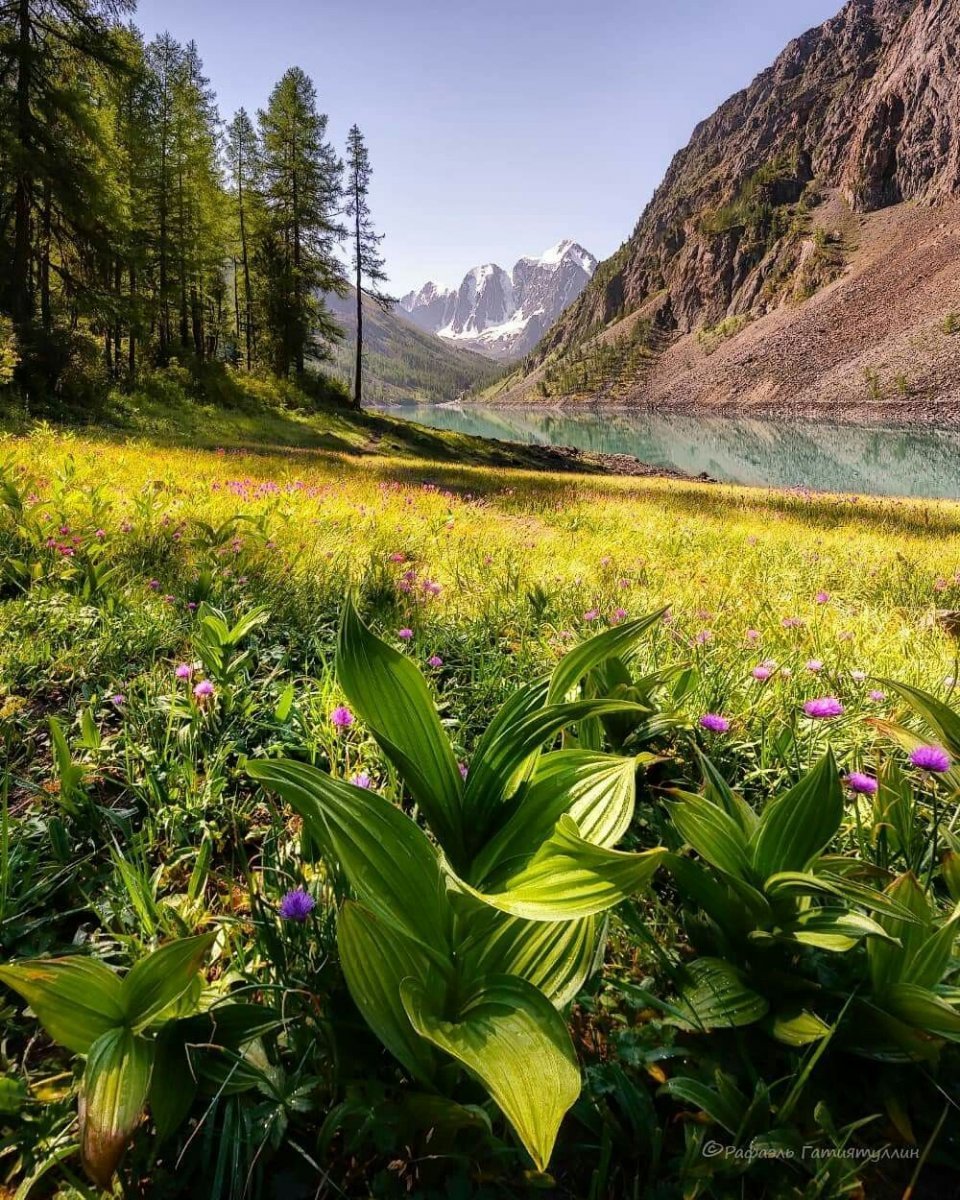 Красоты алтая фото летом